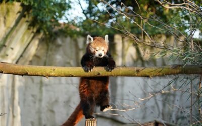 Artis Zoo