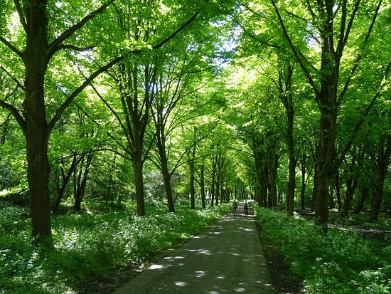 amsterdamsebos4